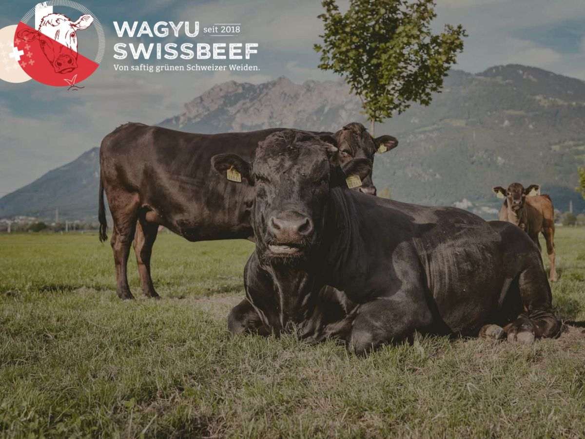 Schwarze Wagyu-Rinder von WA YU Swiss Beef auf einer grünen Schweizer Bergweide, im Hintergrund ein Bergmassiv — Herkunft des Fleischs für unsere Wagyu-Burger