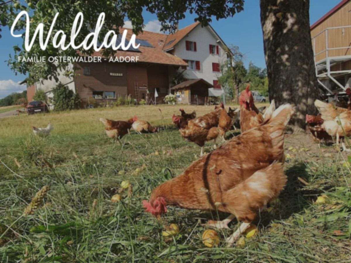 Freilandhühner auf der Wiese des Hofs Waldau von Familie Osterwalder in Aadorf, dahinter das Bauernhaus mit rotbraunem Dach unter einem alten Baum — von hier kommen die Eier für unsere Panade